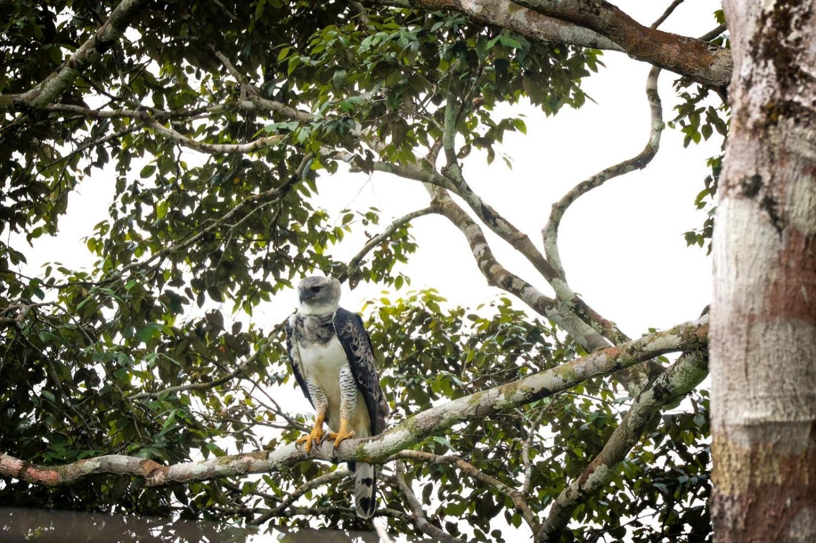 Pousada Paraiso Do Calango Azul Presidente Figueiredo Luaran gambar