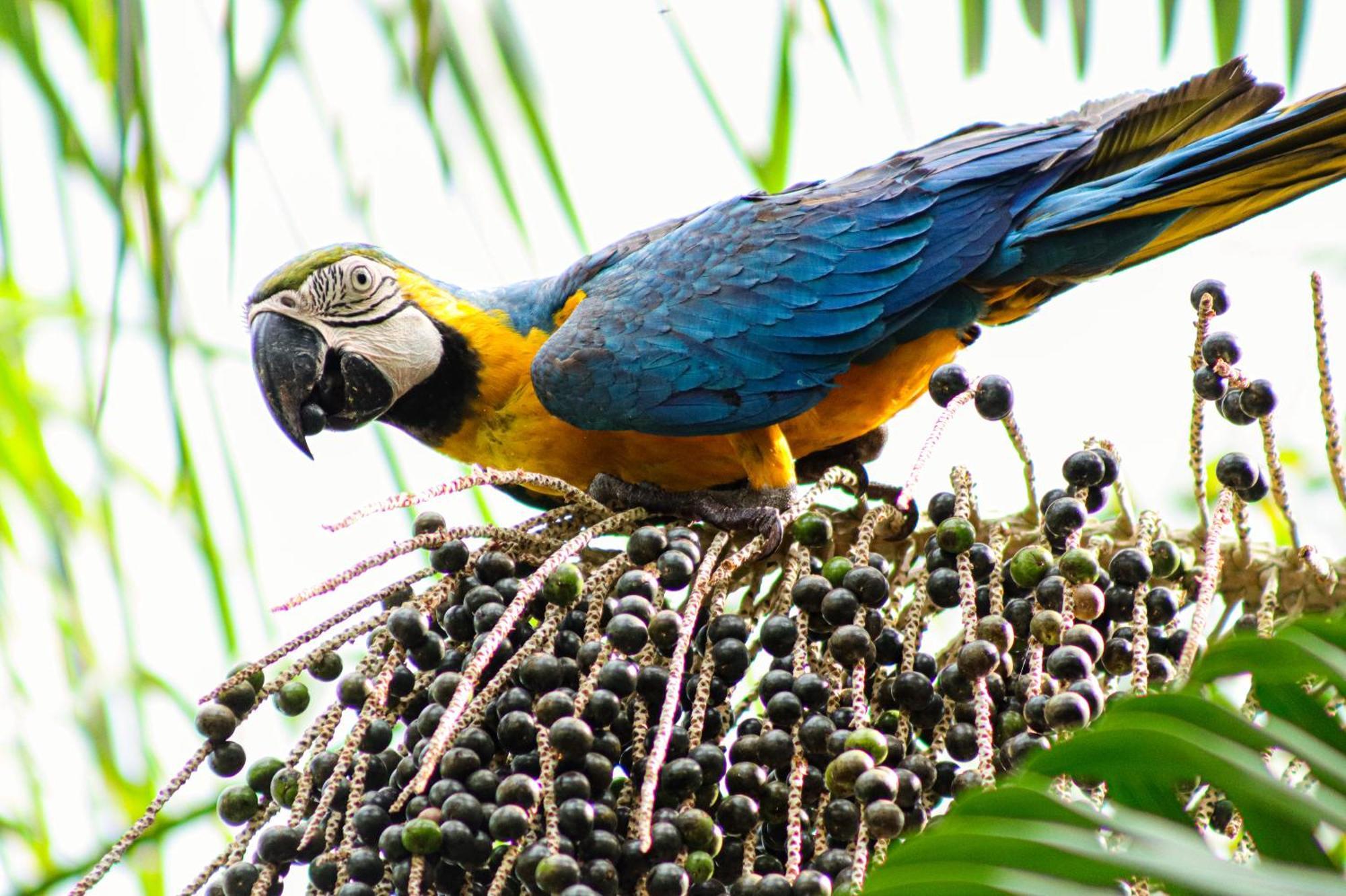 Pousada Paraiso Do Calango Azul Presidente Figueiredo Luaran gambar